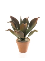 Agave bush 35cm bruin in terracotta pot